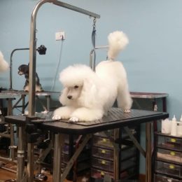 15 Pet Grooming Salons In Singapore Sorted By Location