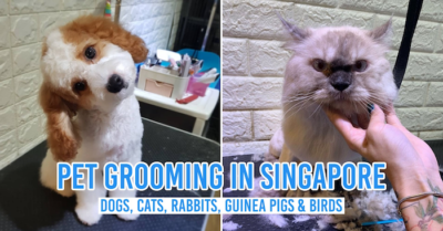 Pet grooming in Singapore
