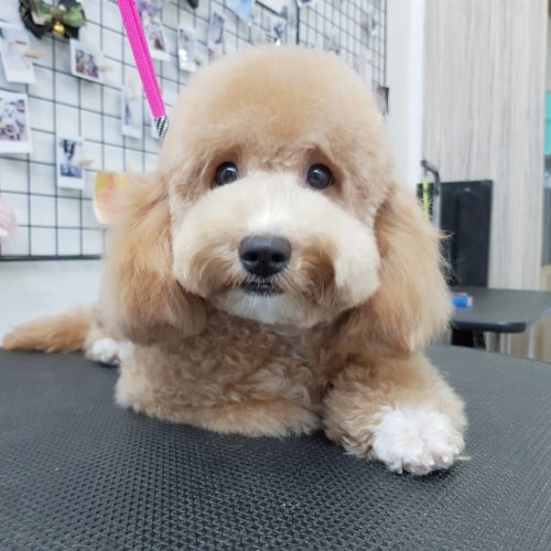 15 Pet Grooming Salons In Singapore Sorted By Location