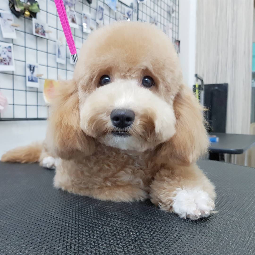 Pet grooming in Singapore - Le' Fur Pet Grooming Salon