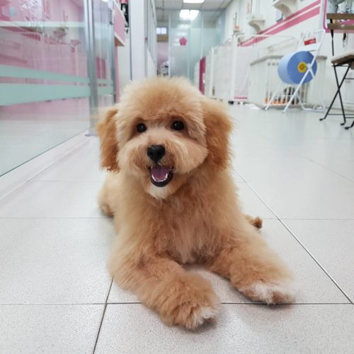 15 Pet Grooming Salons In Singapore Sorted By Location