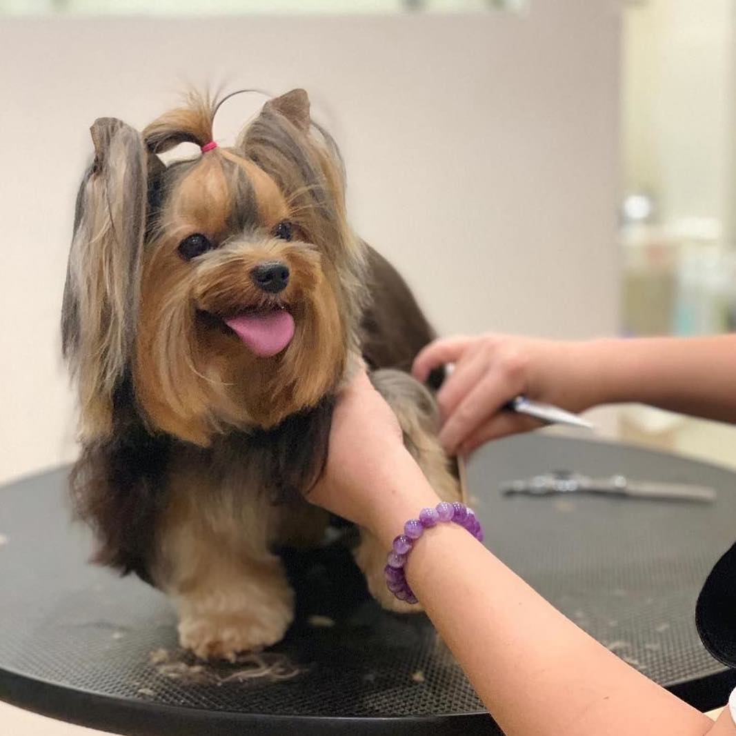 15 Pet Grooming Salons In Singapore 