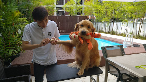 Pet grooming in Singapore - Awesome Pawsome