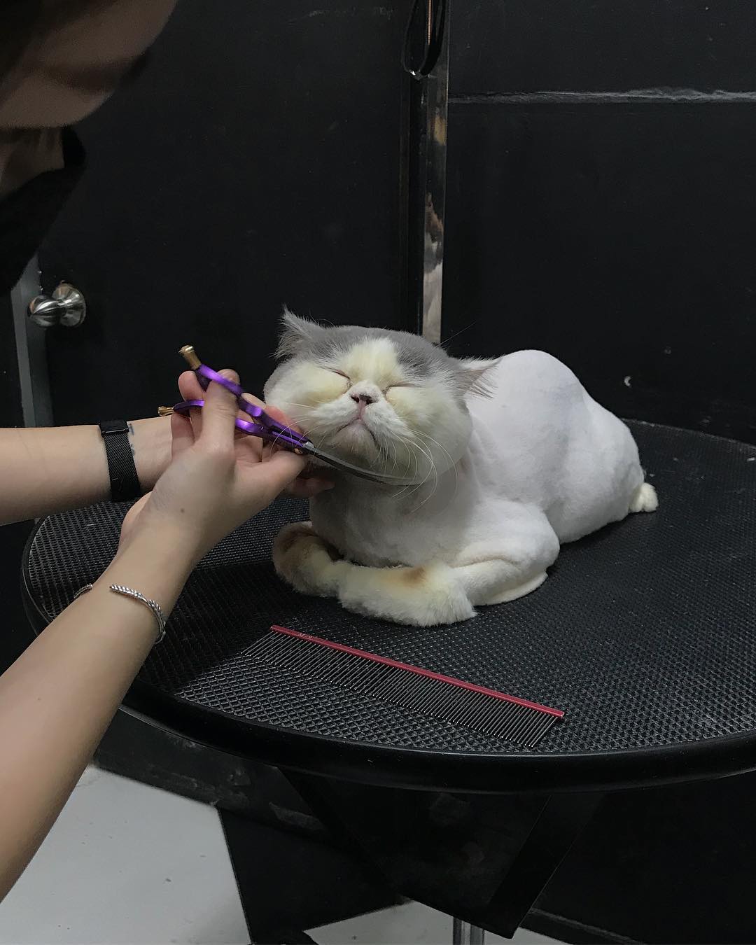 Pet grooming in Singapore - My Pet Image