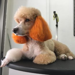 15 Pet Grooming Salons In Singapore Sorted By Location