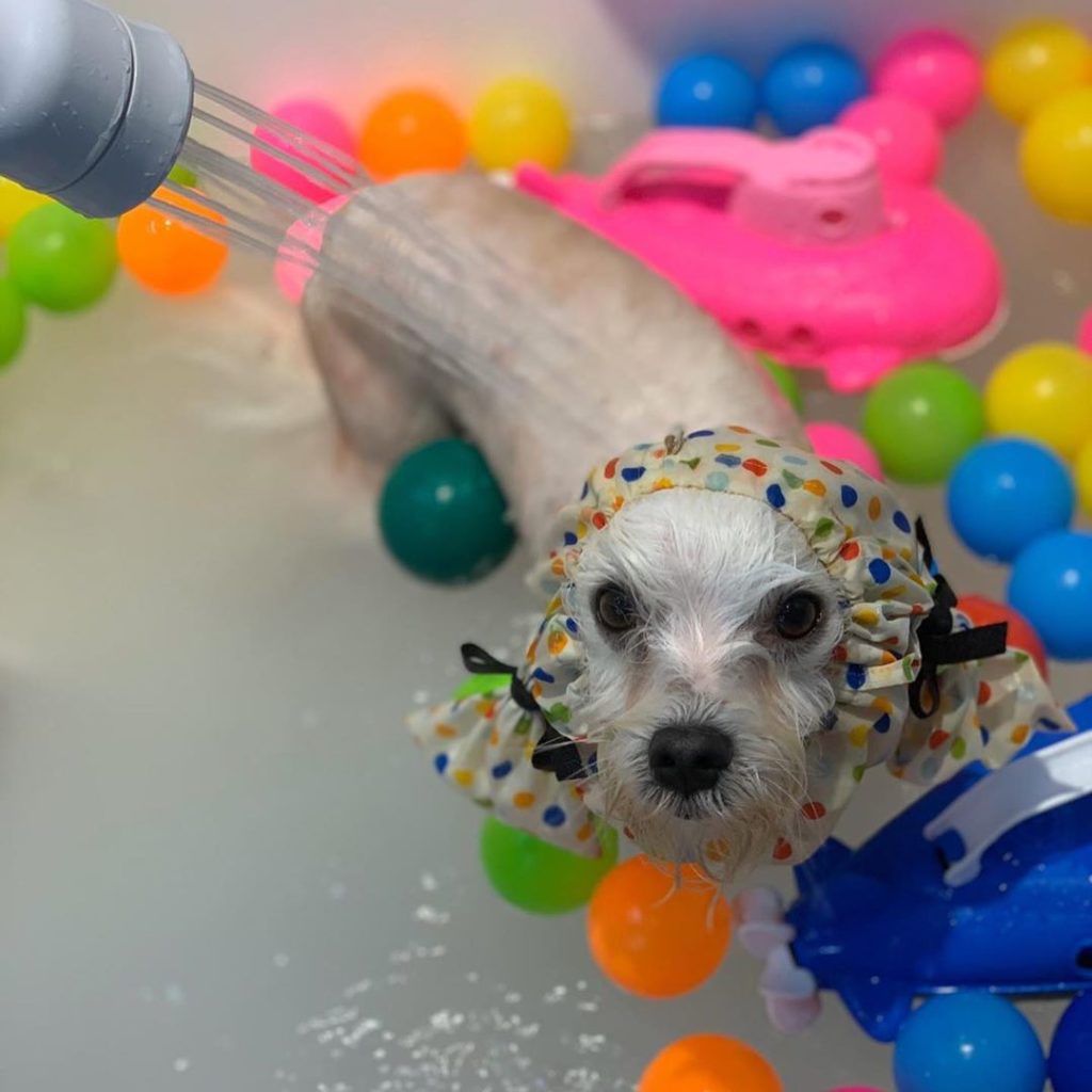 15 Pet Grooming Salons In Singapore Sorted By Location