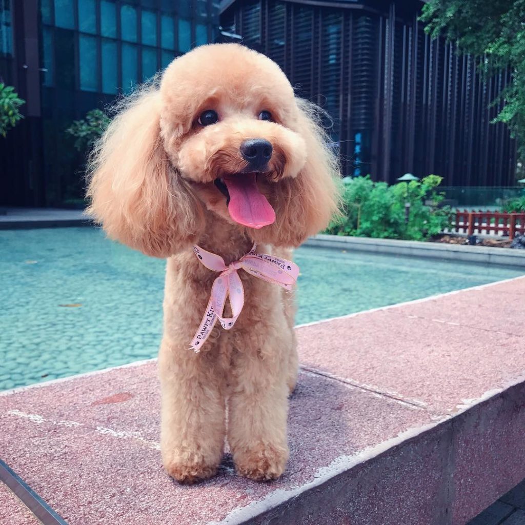 15 Pet Grooming Salons In Singapore Sorted By Location