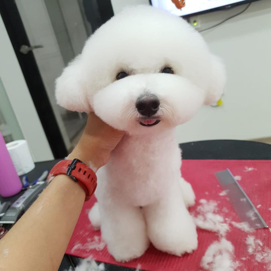 Pet grooming in Singapore - June's Pethouse