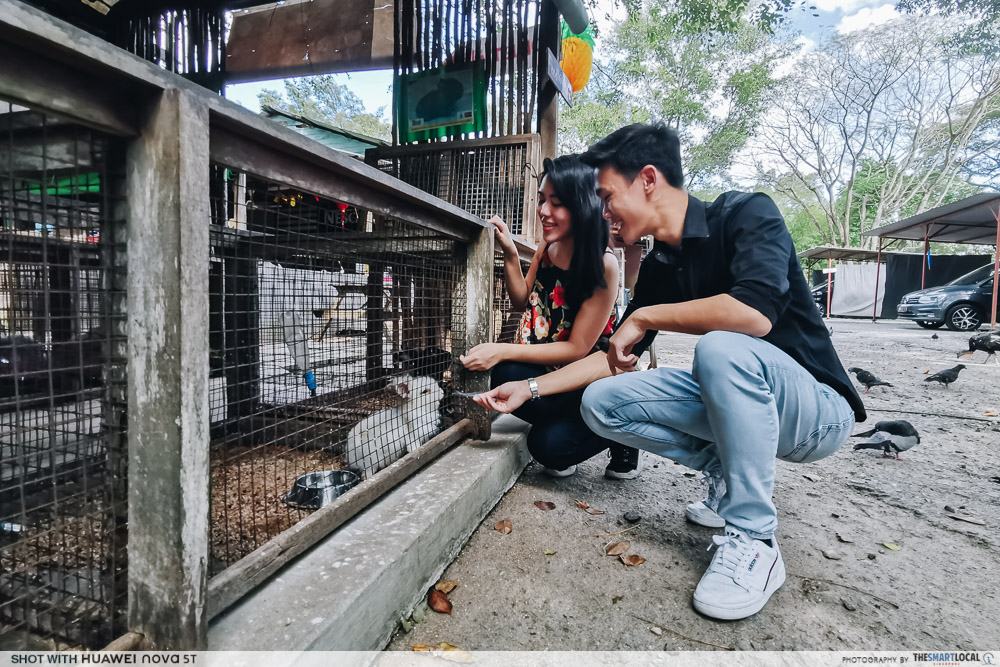Animal Resort Singapore Kampung Farm Rabbit Feeding