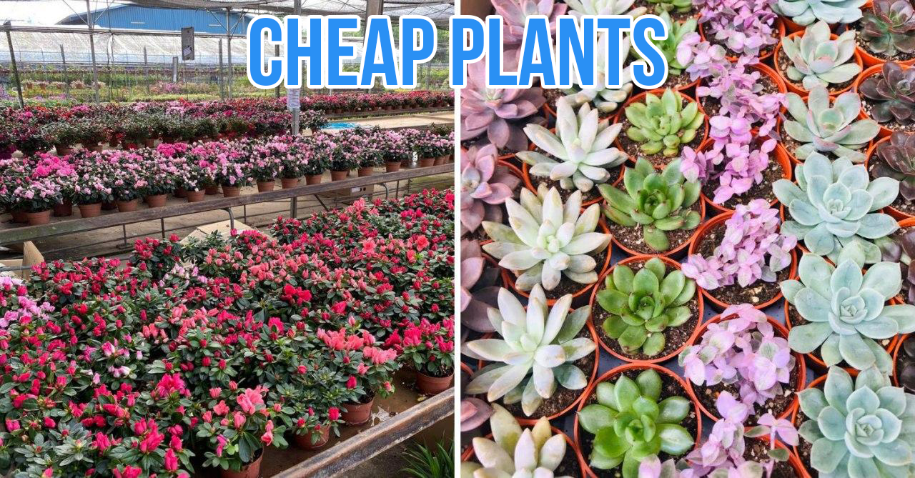 13 Plant Nurseries In Singapore For All Your Gardening Needs Sorted By Location