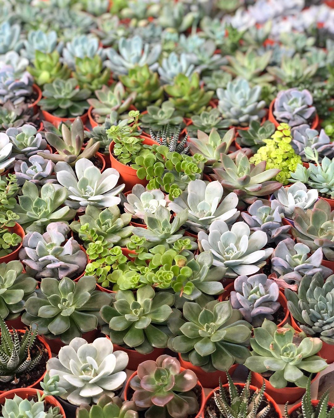 20 Plant Nurseries In Singapore For All Your Gardening Needs ...