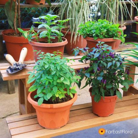 13 Plant Nurseries In Singapore For All Your Gardening Needs Sorted By ...