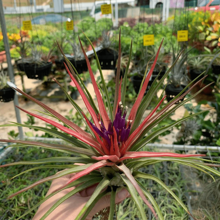 13 Plant Nurseries In Singapore For All Your Gardening Needs Sorted By