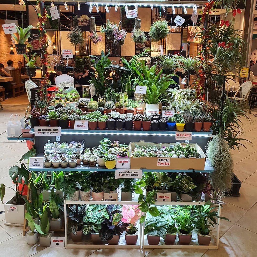 20 Plant Nurseries In Singapore For All Your Gardening Needs ...