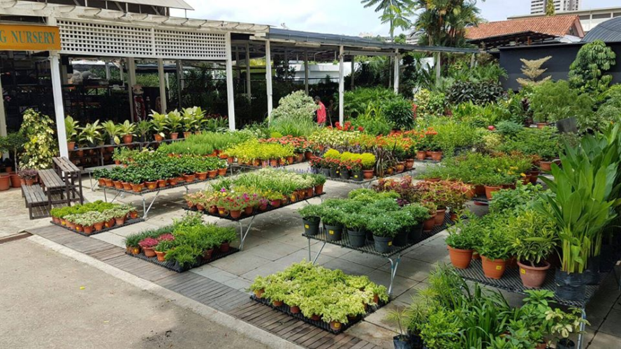 13 Plant Nurseries In Singapore For All Your Gardening Needs Sorted By