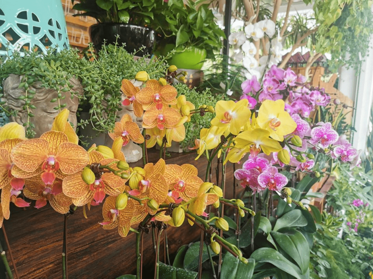 13 Plant Nurseries In Singapore For All Your Gardening Needs Sorted By