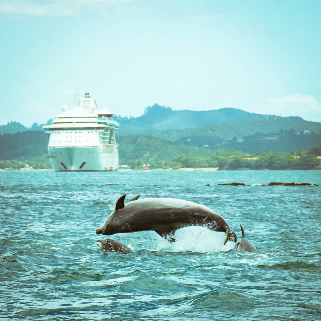 New Zealand self-drive dolphin
