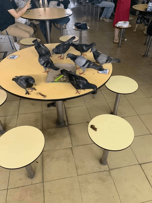 Pigeons 