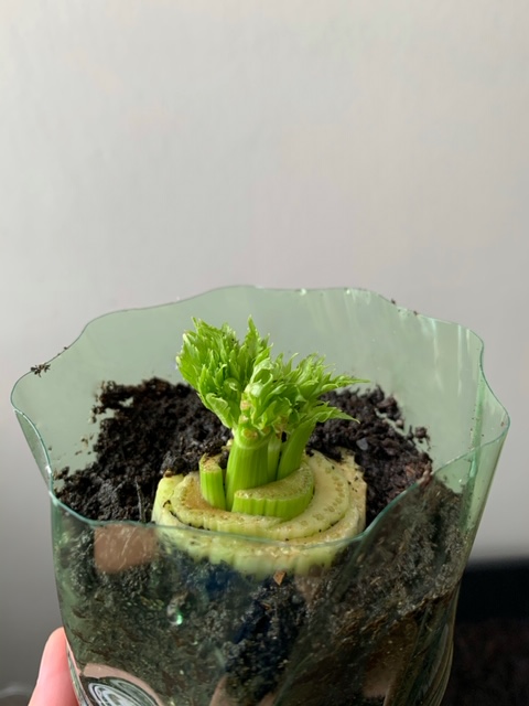 replanting celery growth