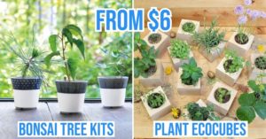 plant growing kits