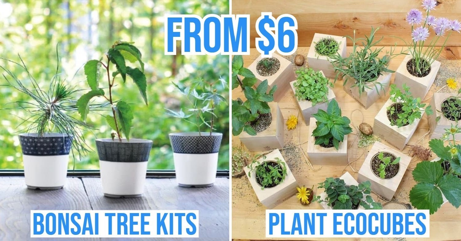 8 Plant Growing Kits To Buy Online To Unleash Your Inner Farmer