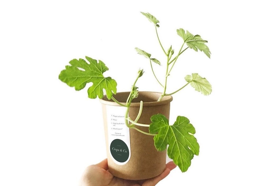 eco-friendly paper-potted plant