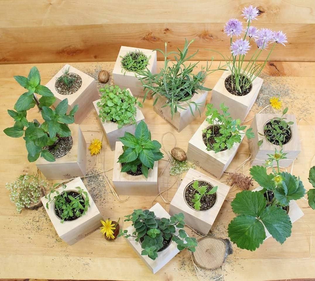 8 Plant Growing Kits To Buy Online To Unleash Your Inner Farmer