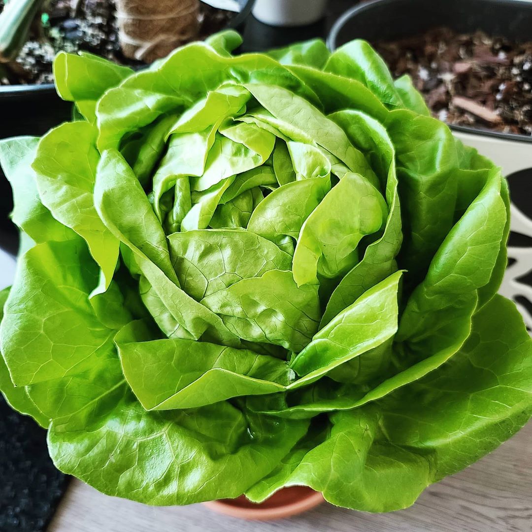 lettuce - longest lasting vegetables