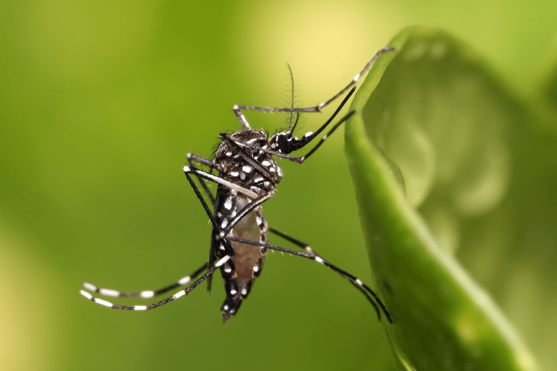 Aedes mosquitoes - mosquito breeding