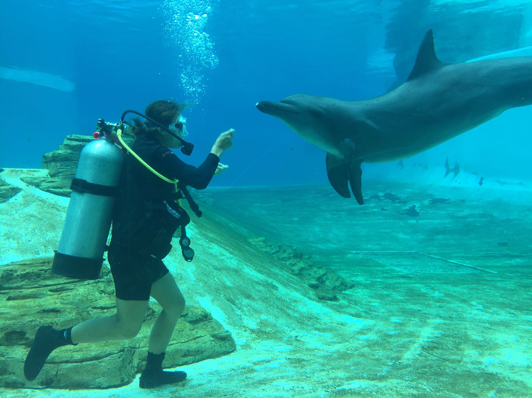 bucket-list-ideas - swimming with dolphins