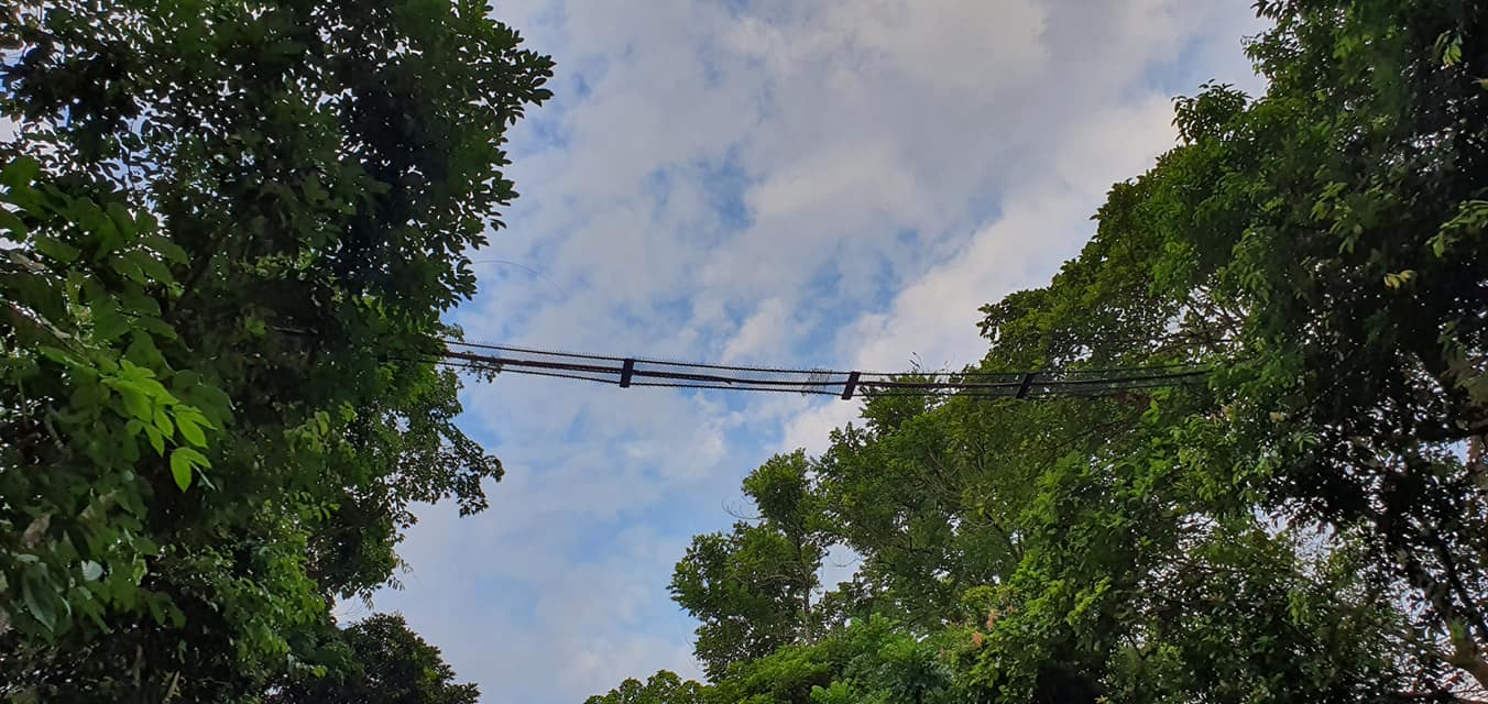 aerial rope bridge, thomson nature park