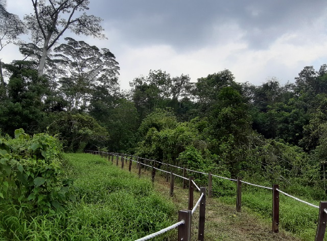 macaque trail, thomson nature park