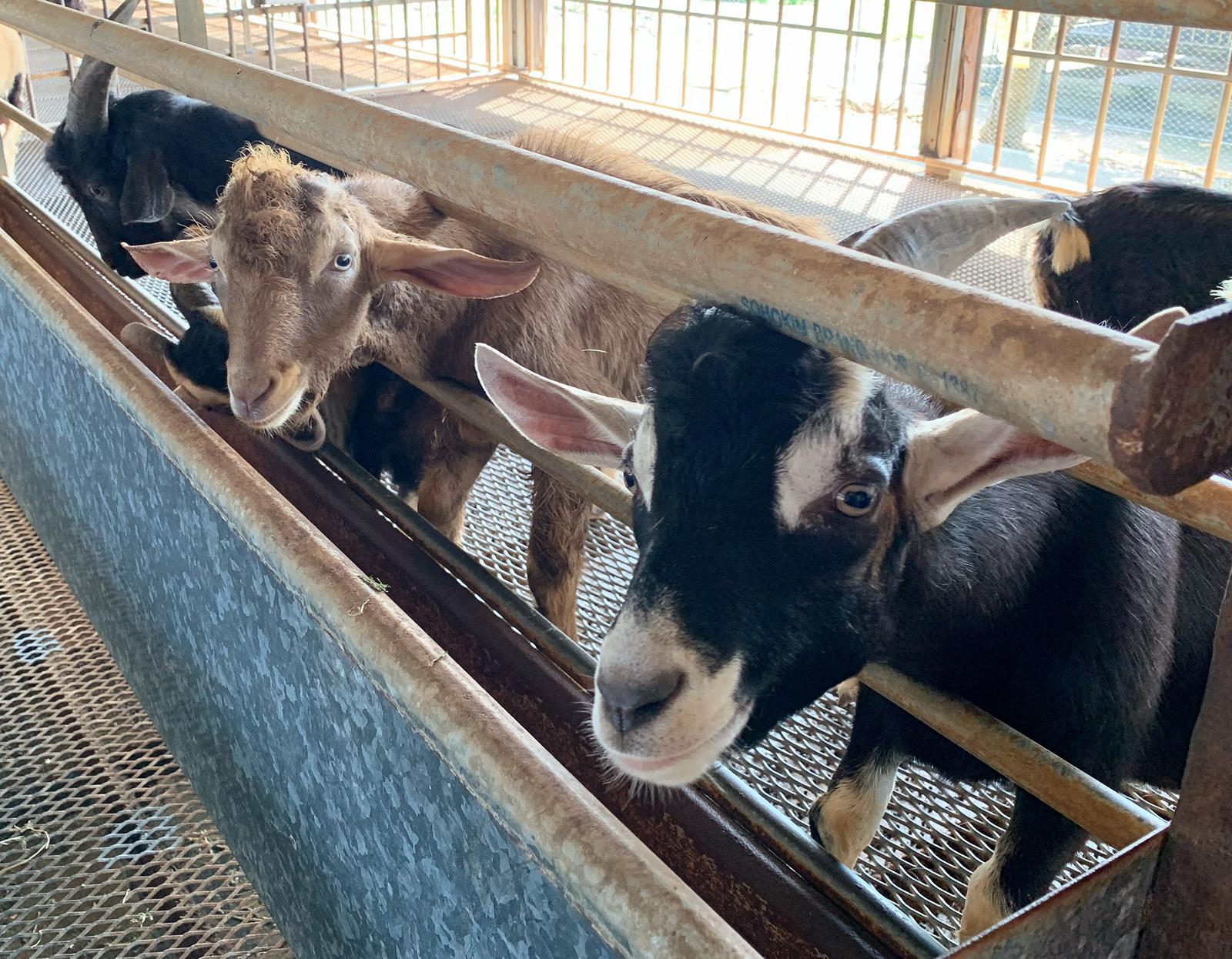 goats at hat dairies