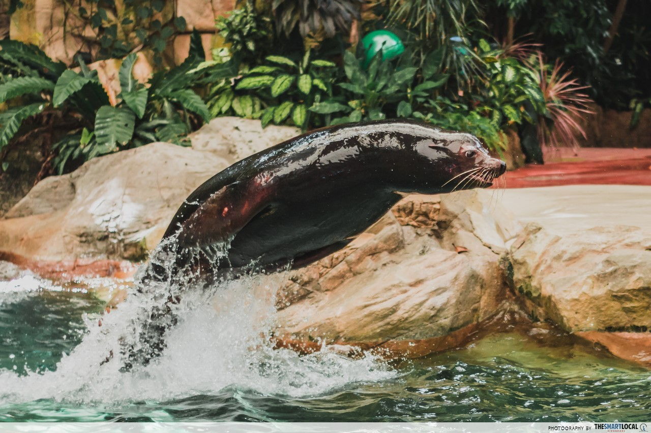 Staycation package - free admission into Singapore Zoo