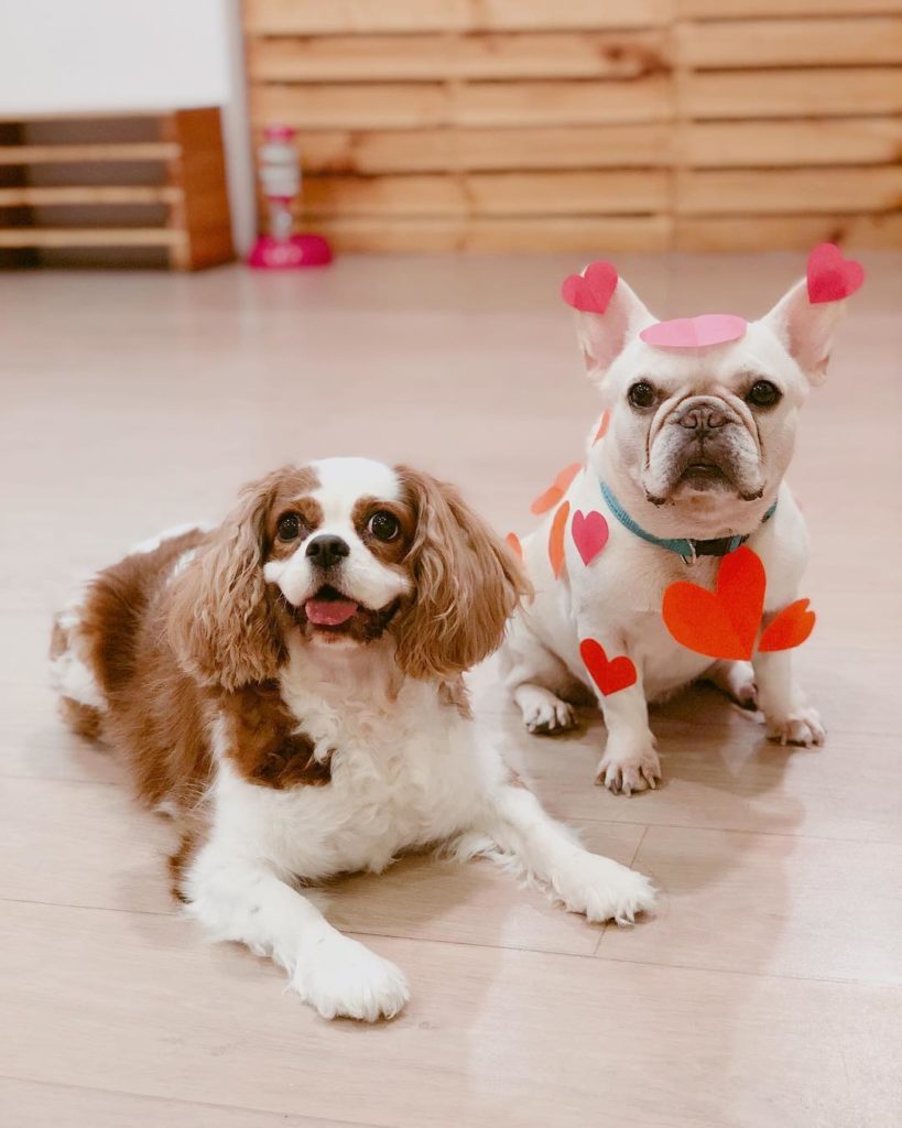 We Are The Furballs Singapore’s First Dog Cafe At Bugis+ For A Paw