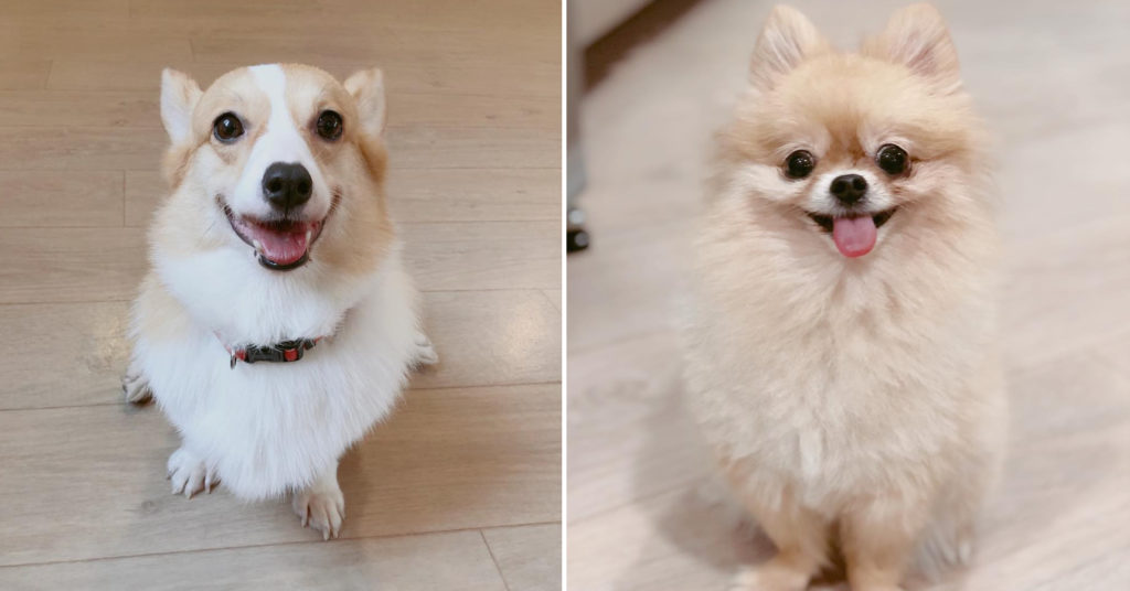 We Are The Furballs Singapore’s First Dog Cafe At Bugis+ For A Paw