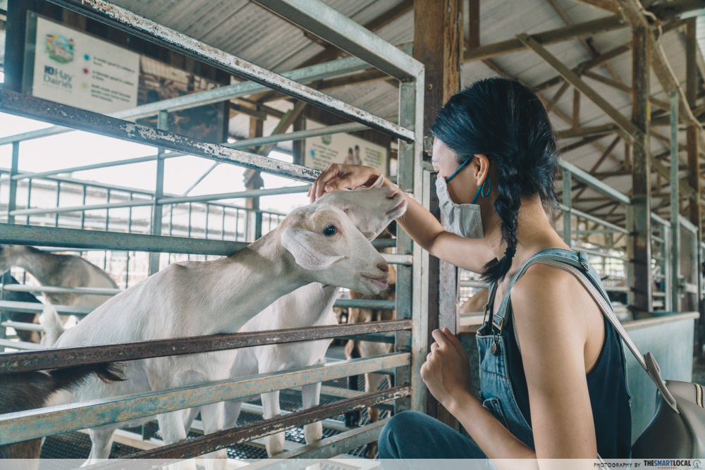 petting goats at hay dairies, countryside getaway in singapore
