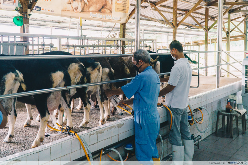 milking goats, hay dairies, countryside getaway in singapore