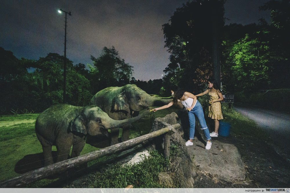 Night Safari - Elephant Feeding