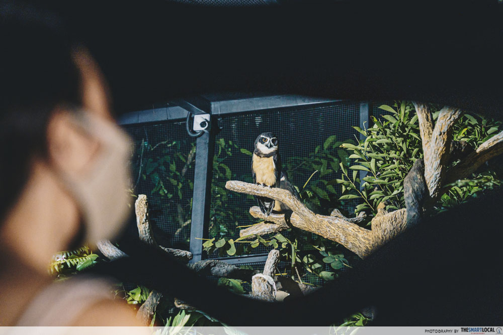 Spectacled Owl - Night Safari