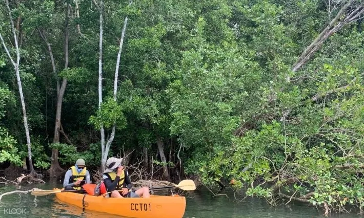 Kayaking Mangrove Exploration 