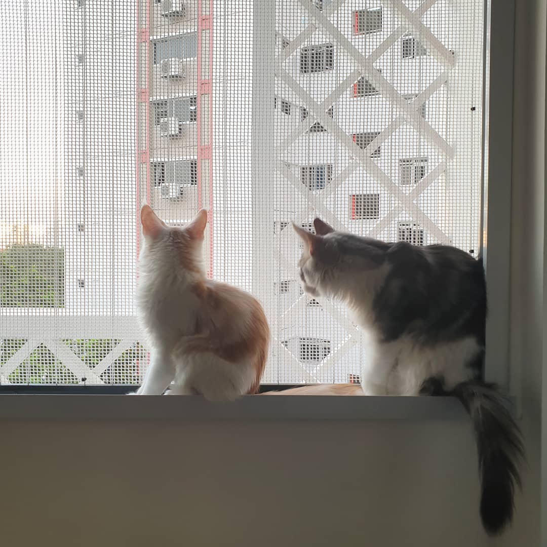 Cat owner guide - HDB meshed windows 
