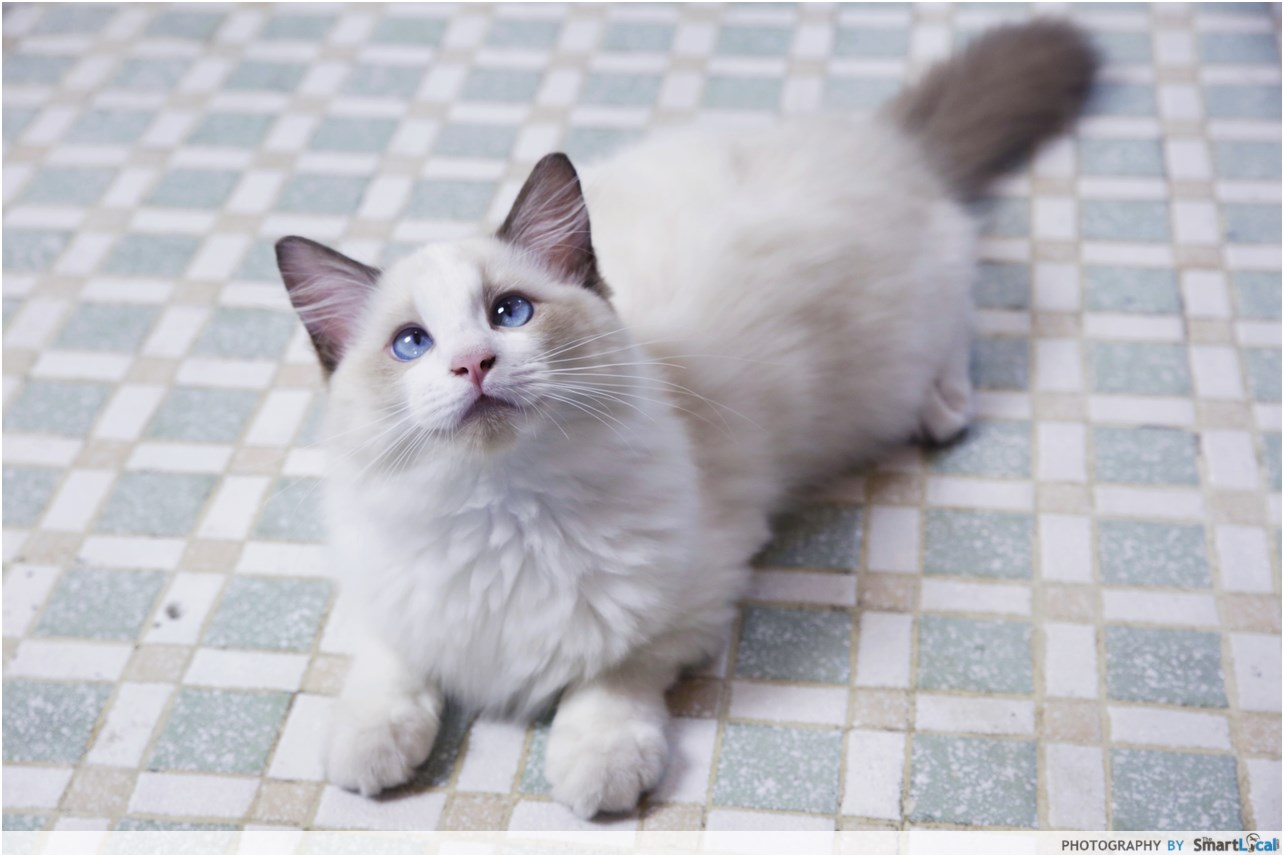 First-Time Cat Owner Guide – Where To Get A Cat In Singapore & What To Prepare