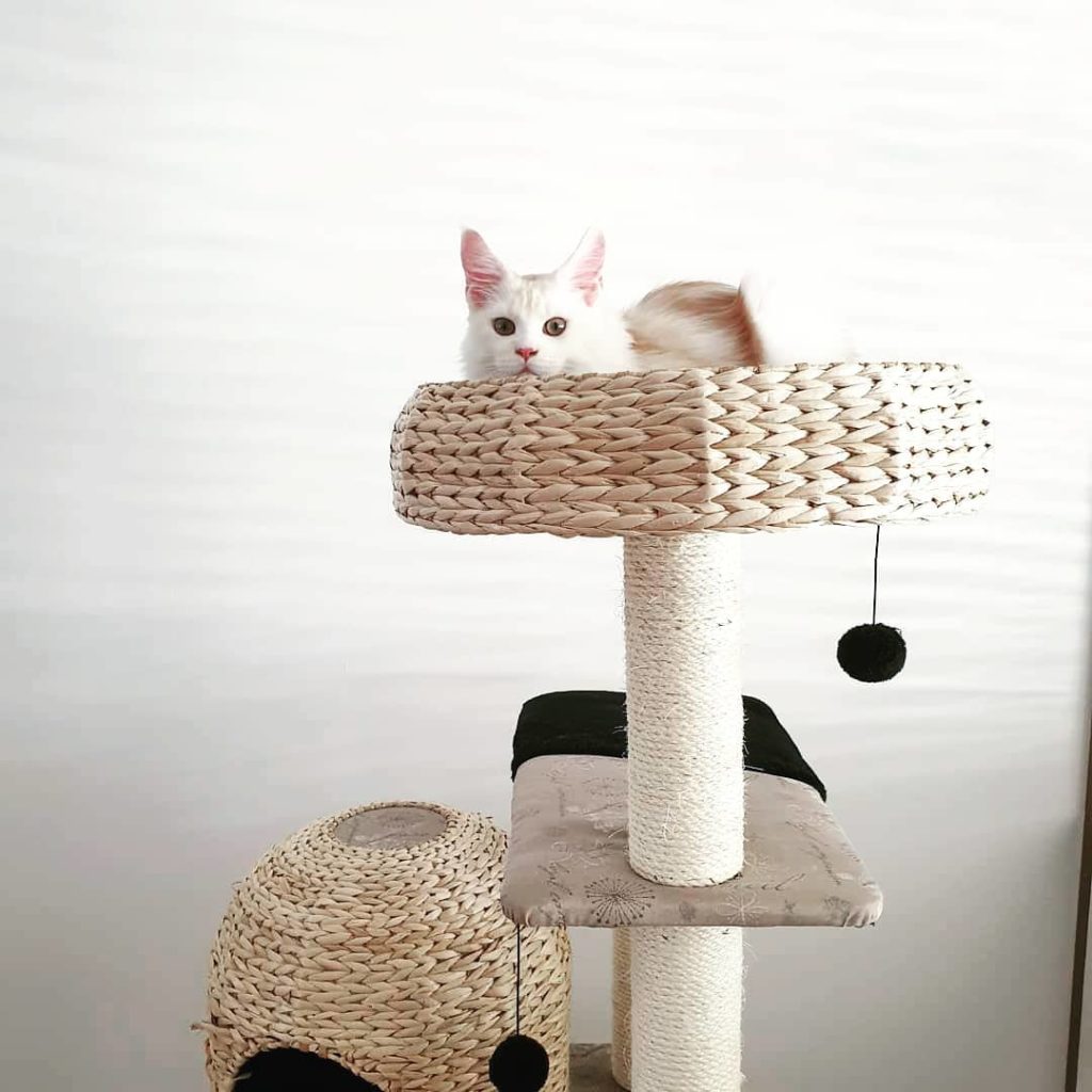 First Time Cat Owner Guide First Time Cat Owner Guide