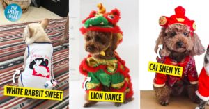 Chinese New Year Dog outfits cover image