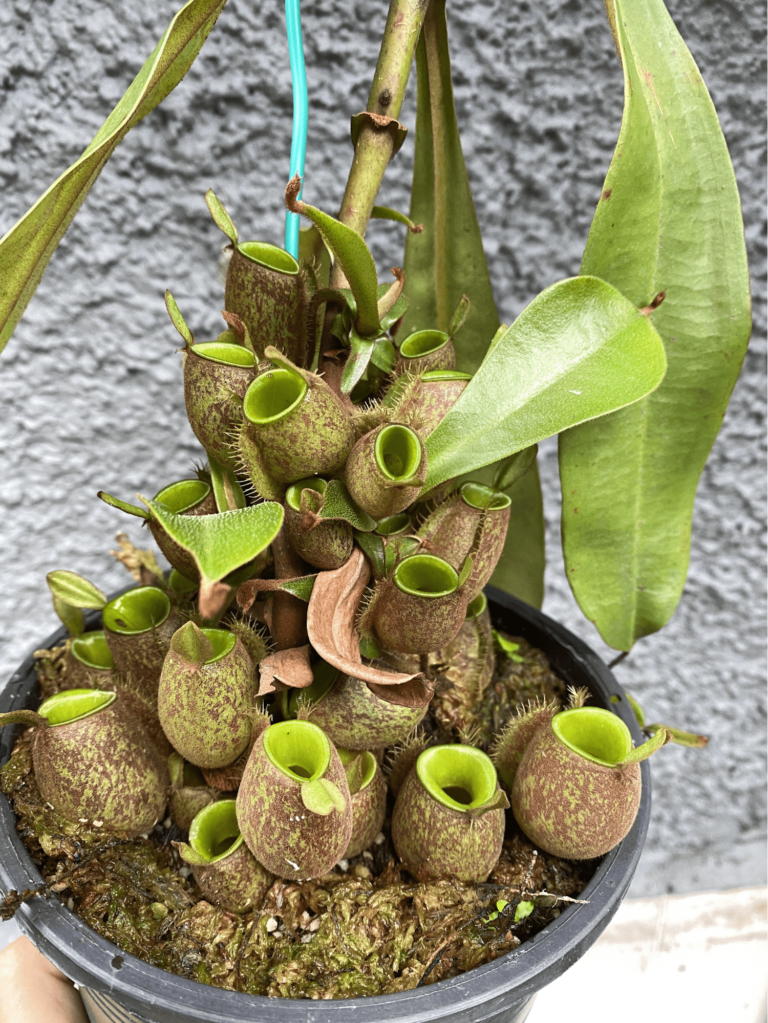 7 Carnivorous Plants From 2 That Are Easy To Take Care Of For Those Without Green Fingers