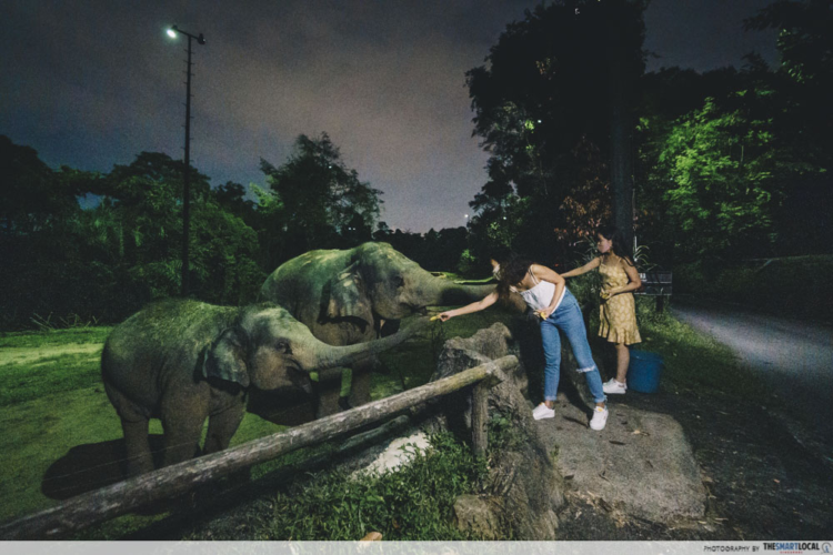 night safari vs zoo