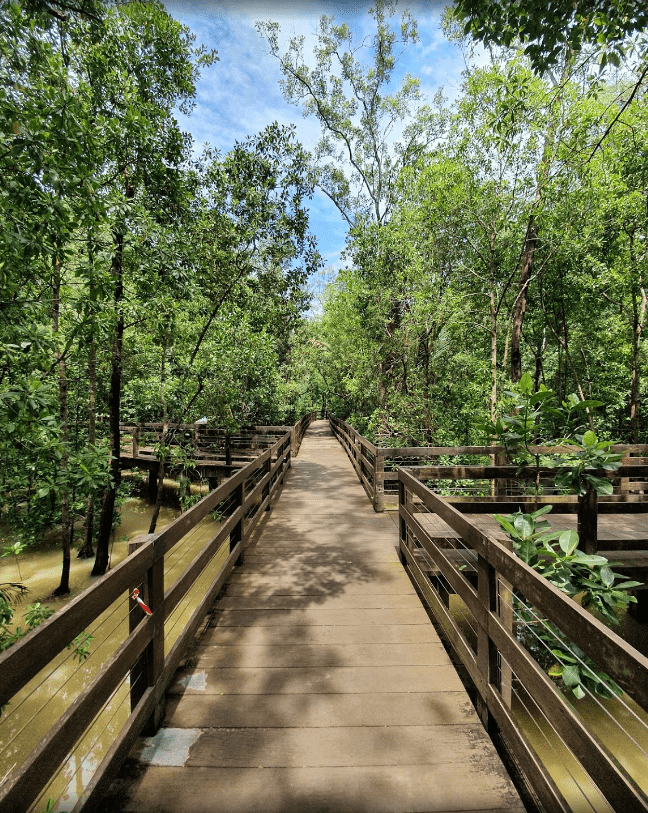 pasir ris park - mangrove boardwalk