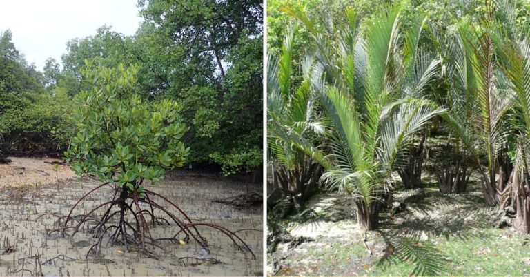 Berlayer Creek Boardwalk: Coastal Mangrove Trail Near Labrador Park