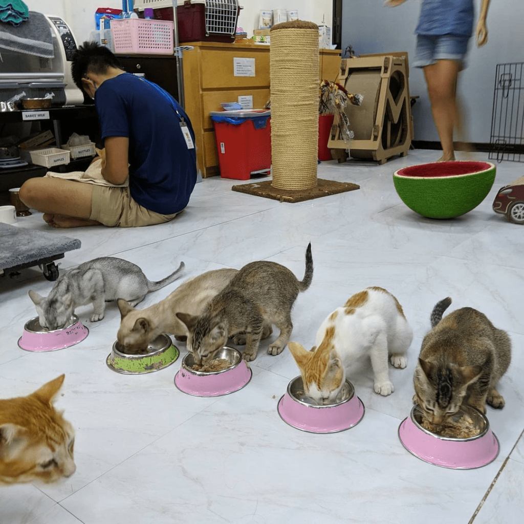 Kitten Sanctuary Singapore A Crazy Cat Lover’s Heaven